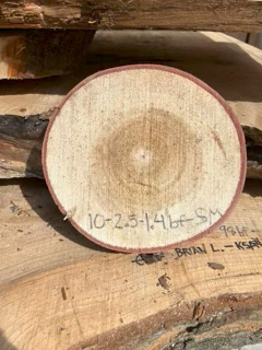 Spalted Maple